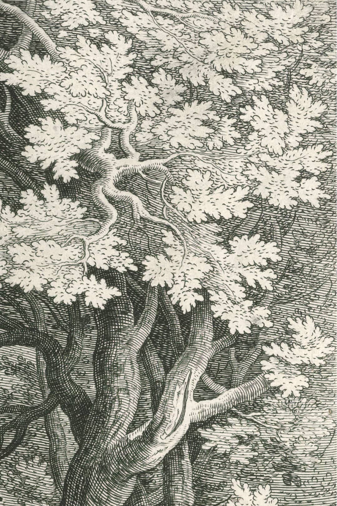 Zoom végétation sous-bois gravure ancienne papier peint Le Bois de Jacques